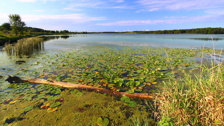 Aquatic weed removal services