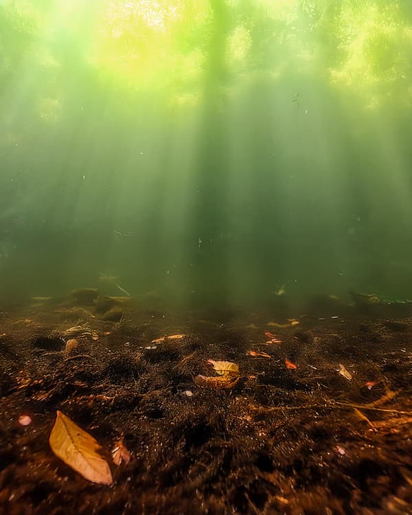 Underwater view of pond with murky water, organic muck, and fallen leaves, illustrating the need for beneficial bacteria treatments to improve water clarity and health.