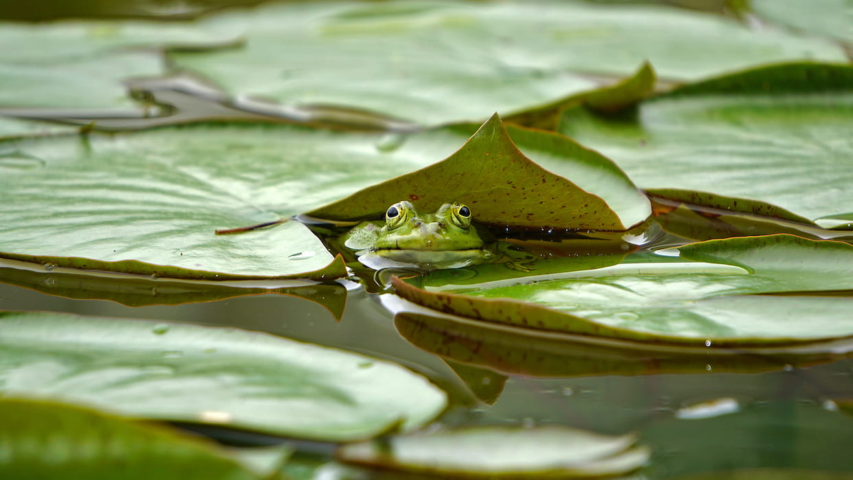 lake management frog population, wildlife management