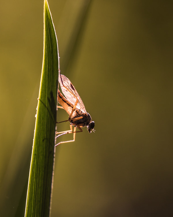 mosquito & midge control