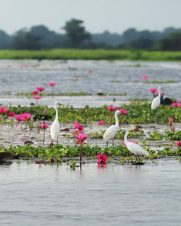 White egrets among vibrant pink water lilies in a serene pond ecosystem, highlighting native wildlife support and habitat diversity.