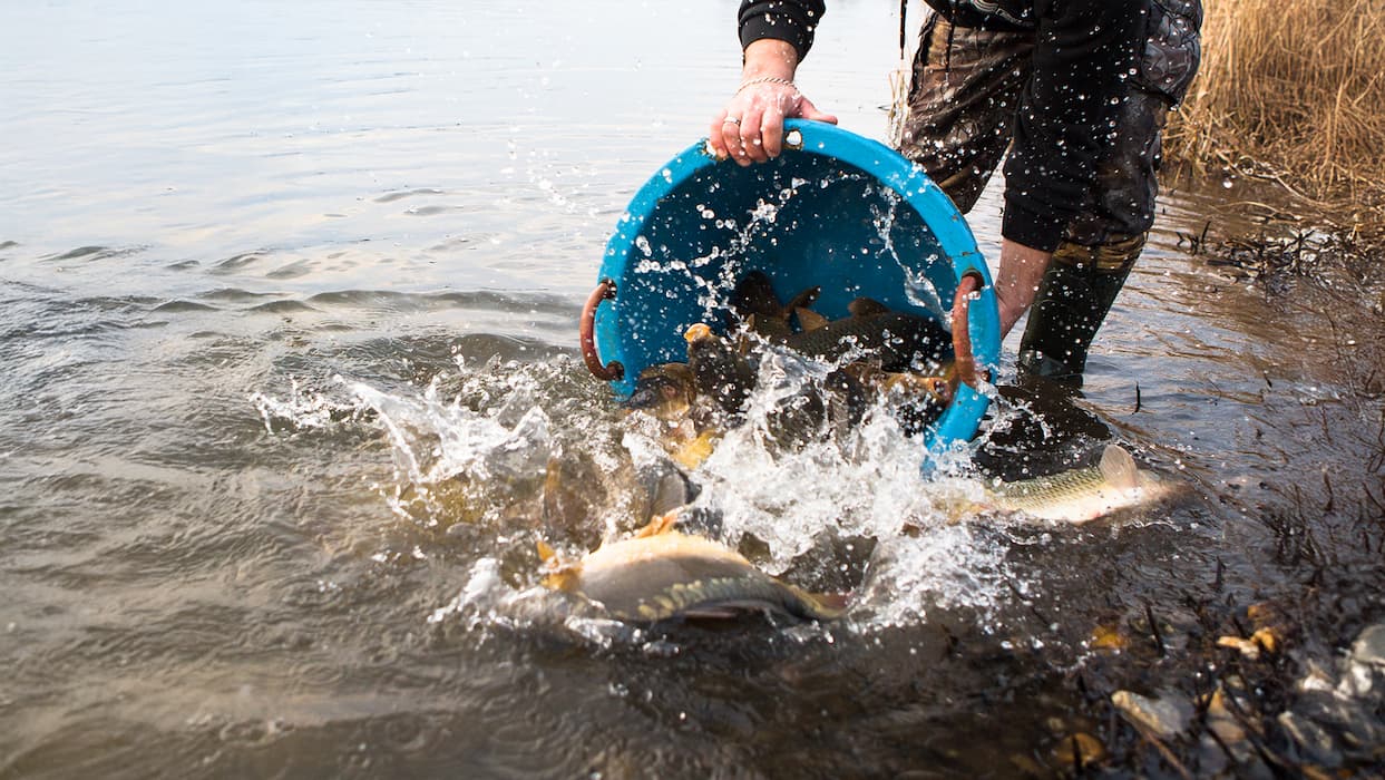 pond fish stocking-services