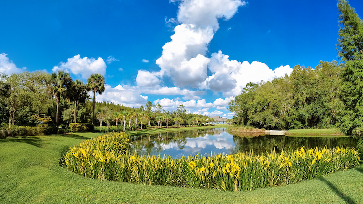 vegetation buffer, pond vegetation buffer of littoral plants