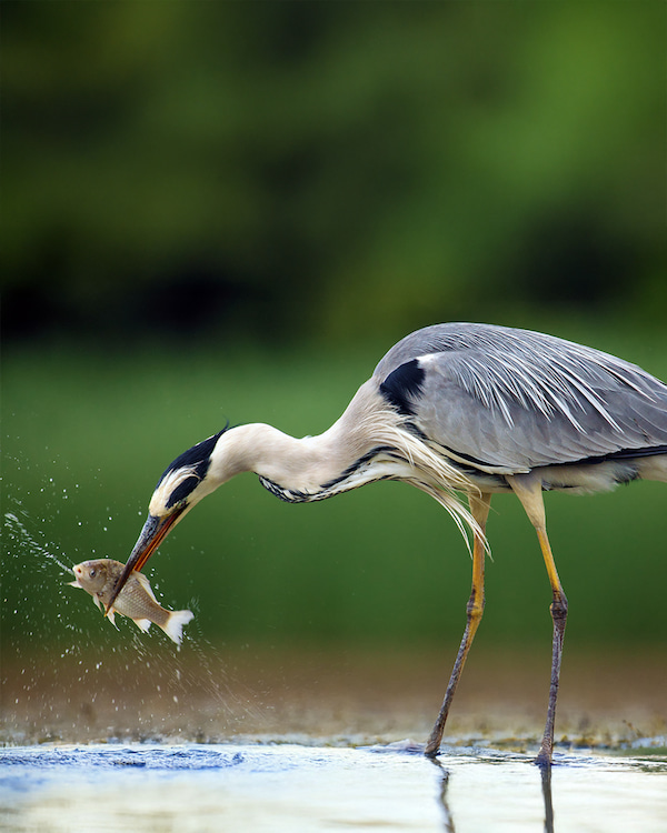 wildlife management services