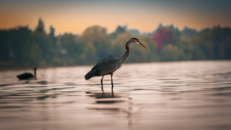 pond wildlife management 