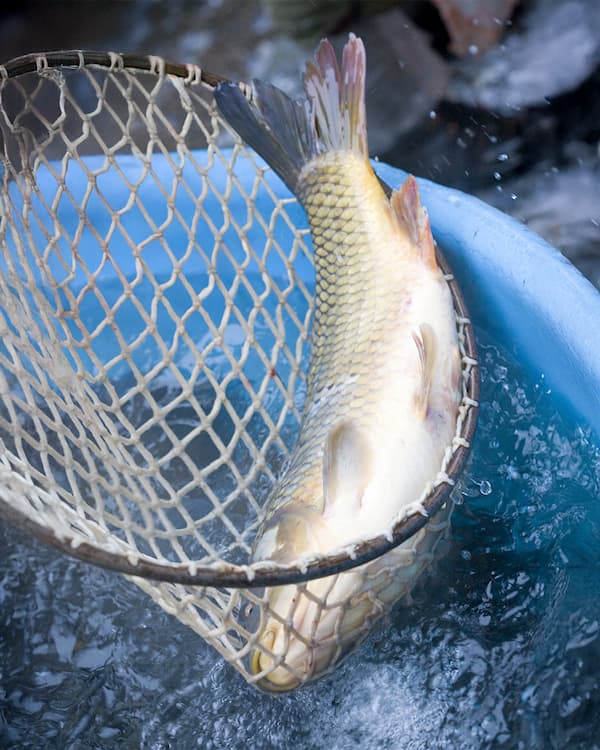 how grass carp can help with lake algae control