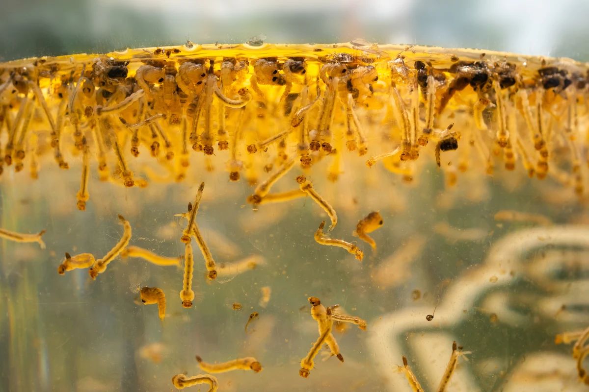 how to get rid of mosquito larvae in a pond