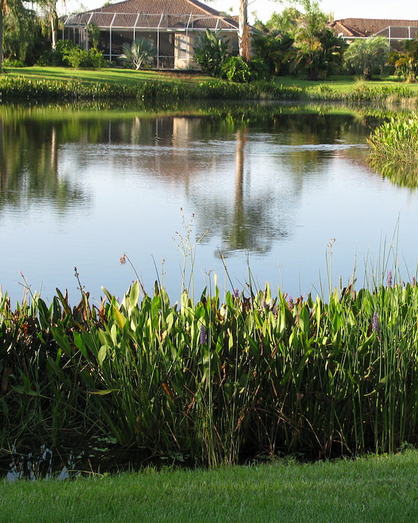 Lush vegetation buffer along a tranquil pond, enhancing shoreline stability and filtering runoff, with reflections of greenery and structures in the water.