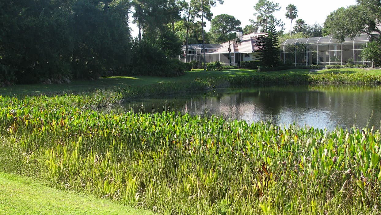littoral-zone-management-in-florida