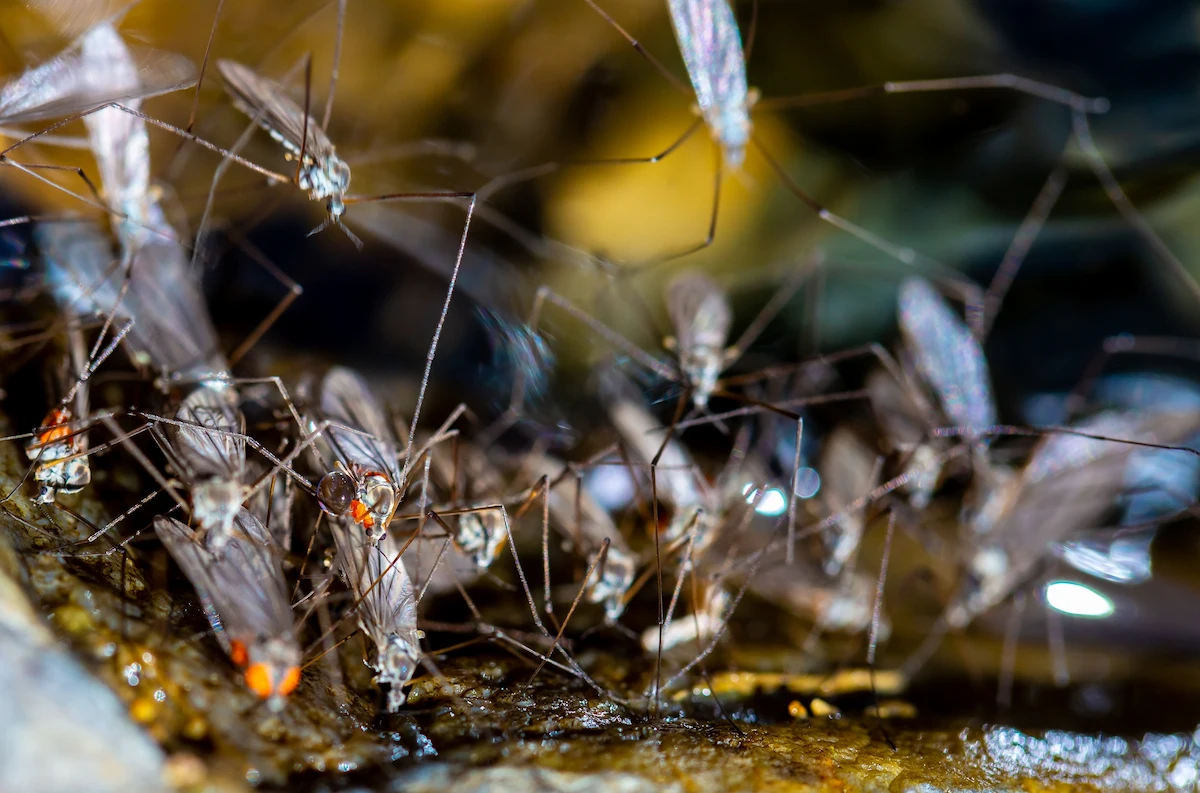 pond mosquito control services in Florida