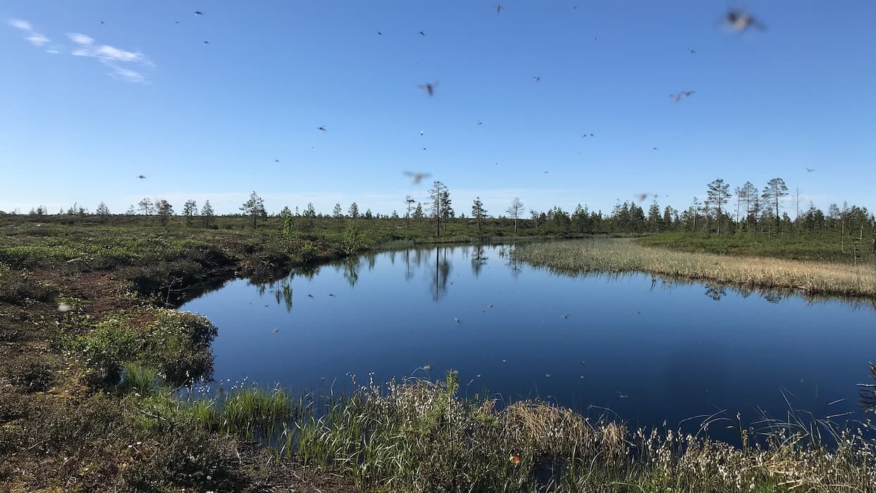 Mosquito & Midge Control