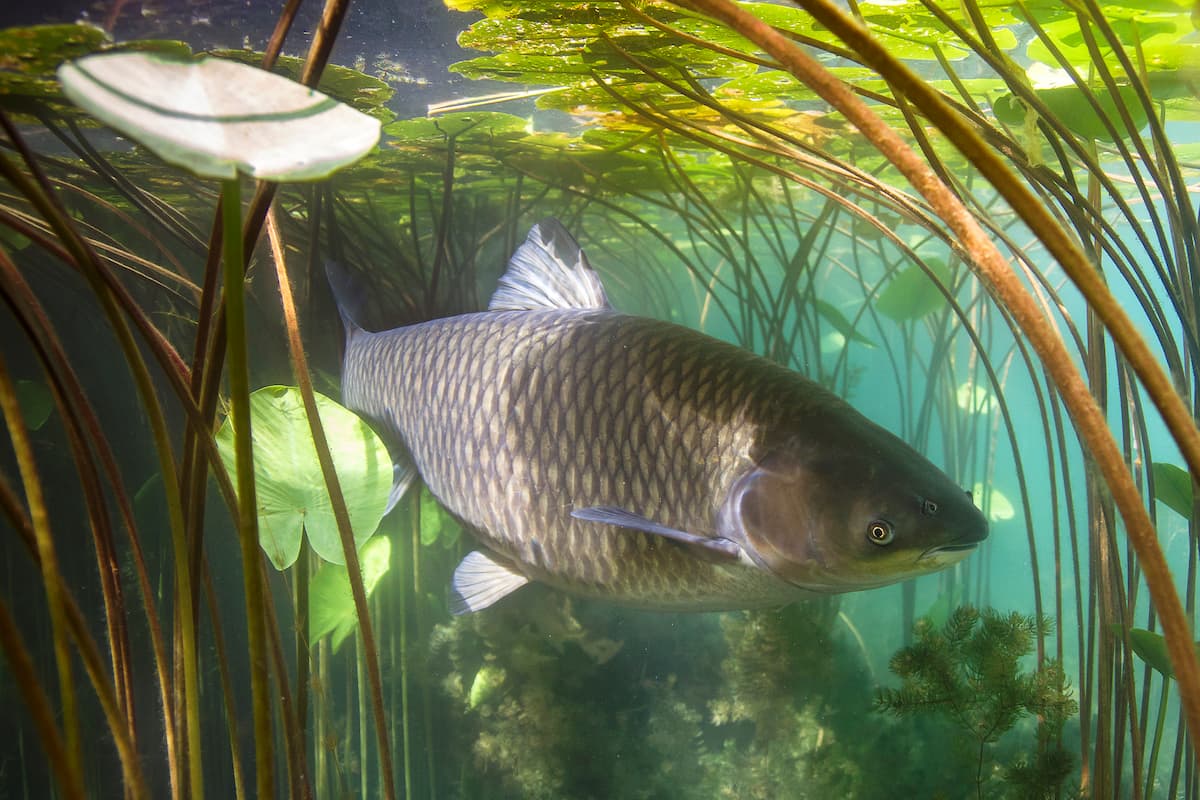 what do grass carp eat