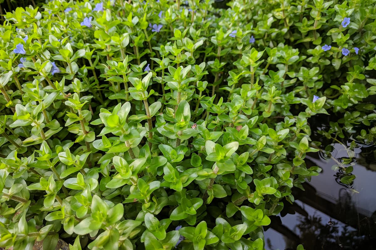 is lemon bacopa beneficial for ponds