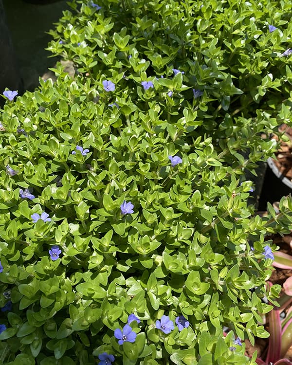is lemon bacopa invasive in Florida