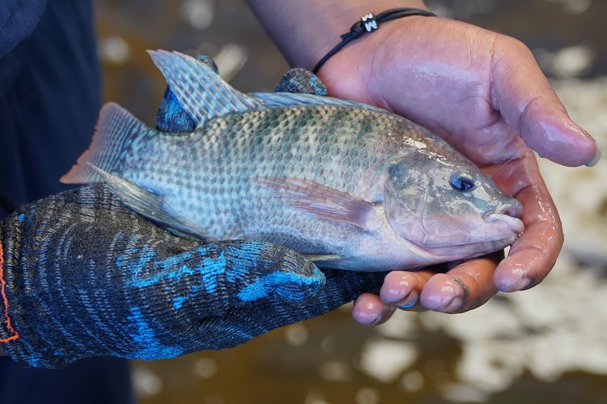 Tilapia fish being held in gloved hands, highlighting its significance in Florida's pond management and discussions on invasive species.