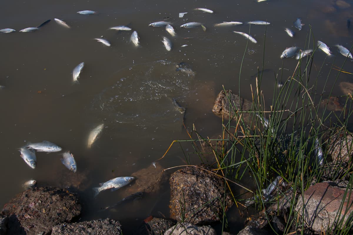 sudden fish kill no oxygen