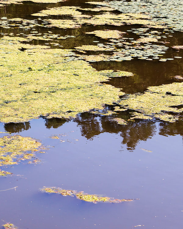 Pond surface covered with green algae and aquatic weeds, indicating potential low oxygen levels and issues with pond health.
