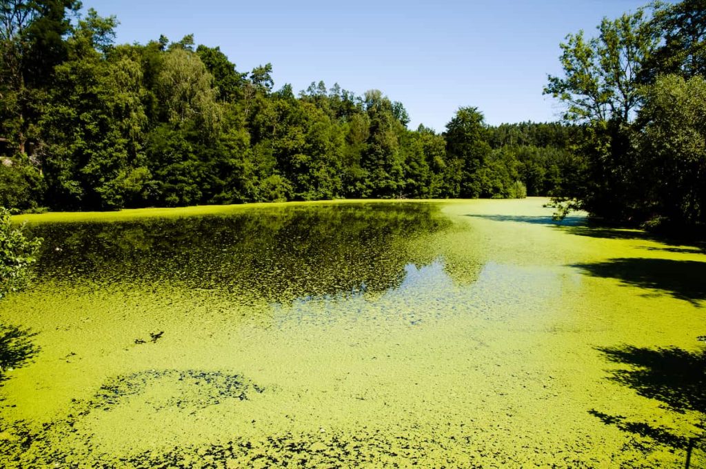 common types of pond algae
