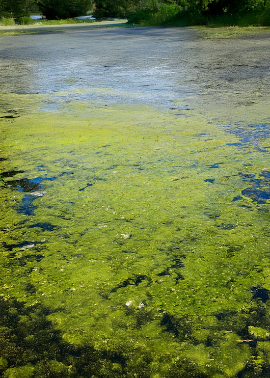 green pond algae issues
