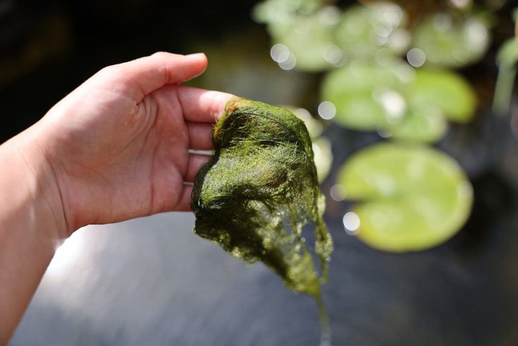 how to get rid of pond algae without killing fish