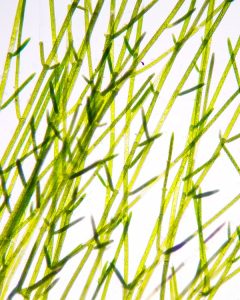 filamentous algae in pond