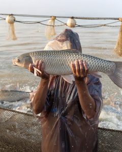 grass carp vs common carp