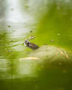 green murky water in Florida