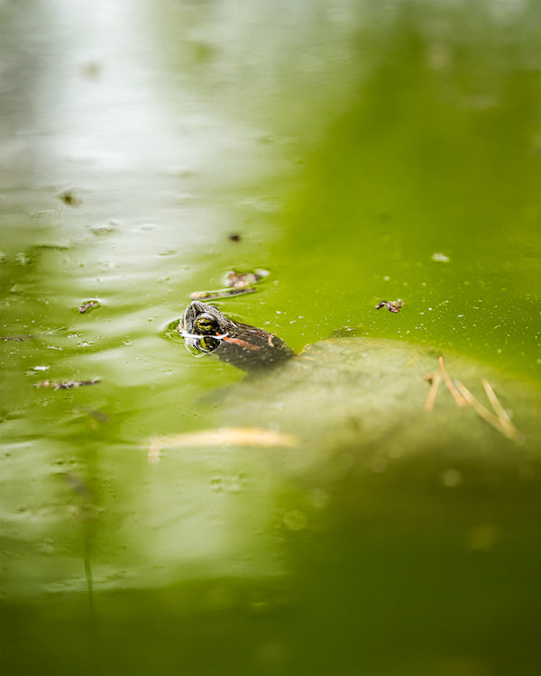 green murky water in Florida
