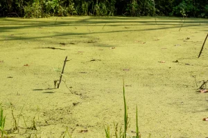 how does nutrient overloading affect lake water quality