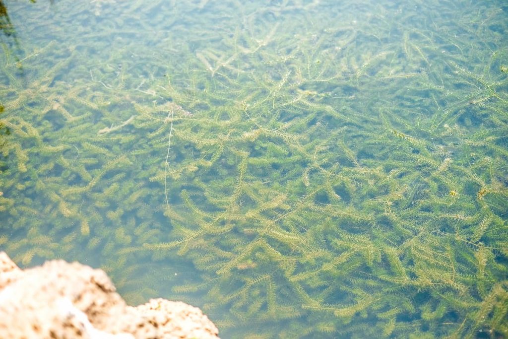 how hydrilla grows and spreads
