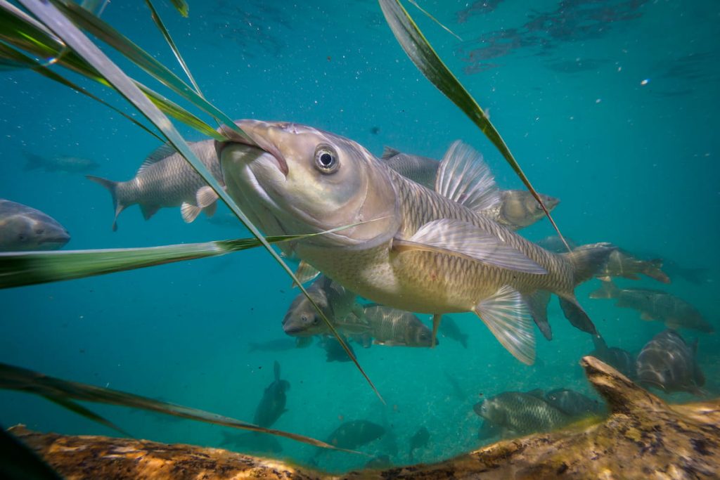 how long do grass carp live