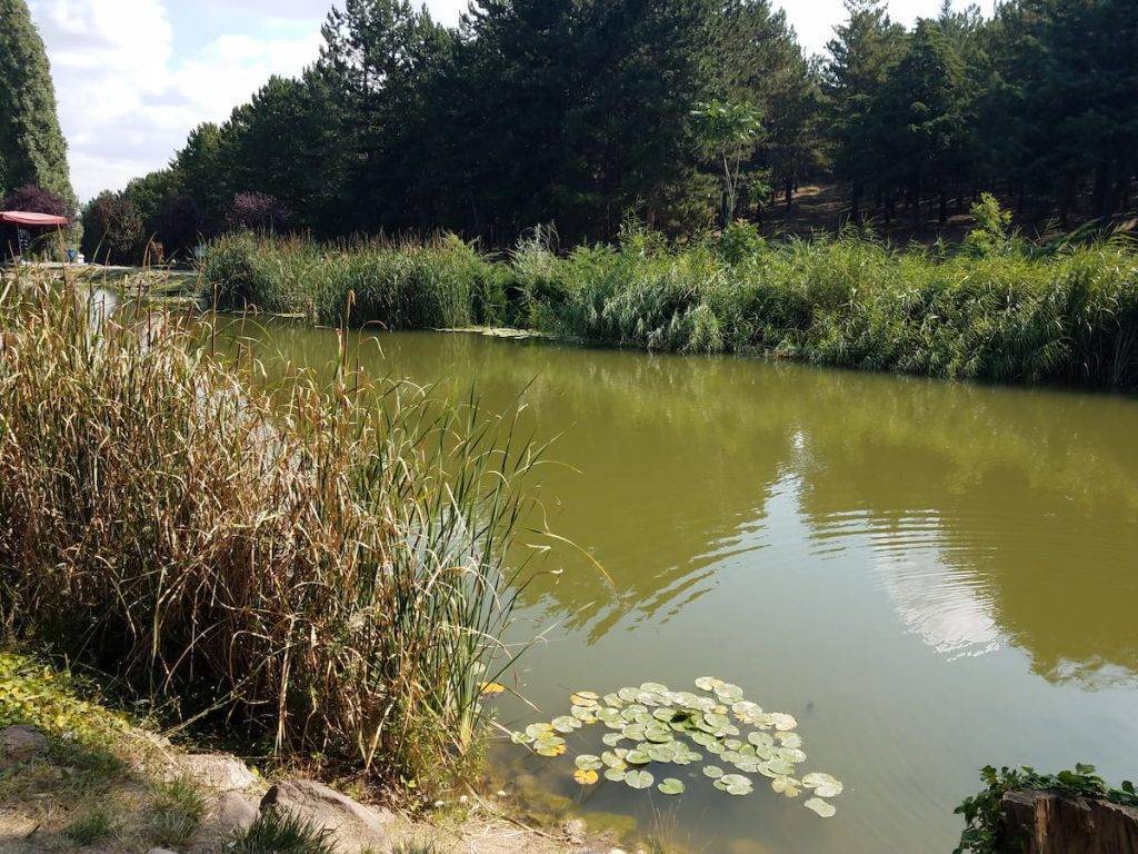 how to clear murky pond water