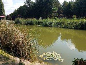 how to clear murky pond water