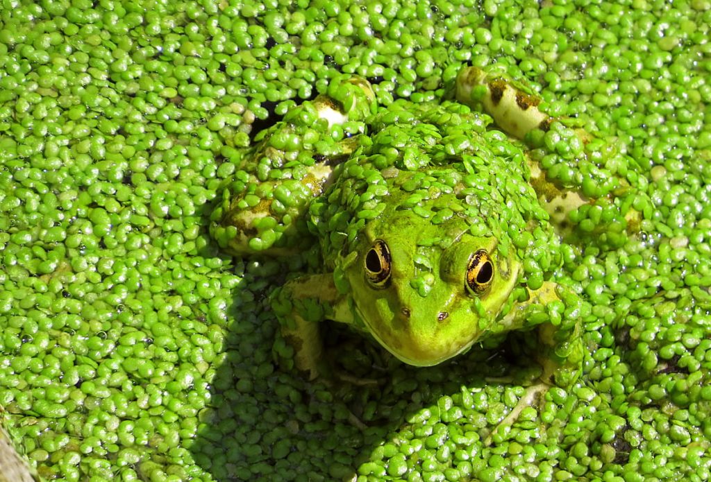 how to get rid of duckweed without killing fish