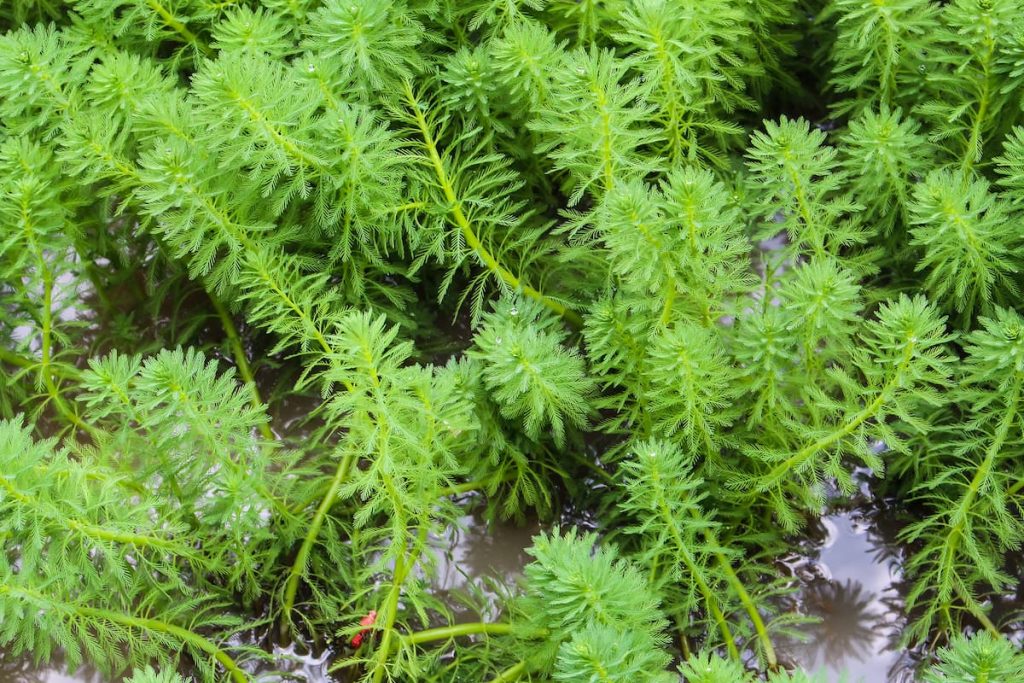 hydrilla verticillata aquatic weed control