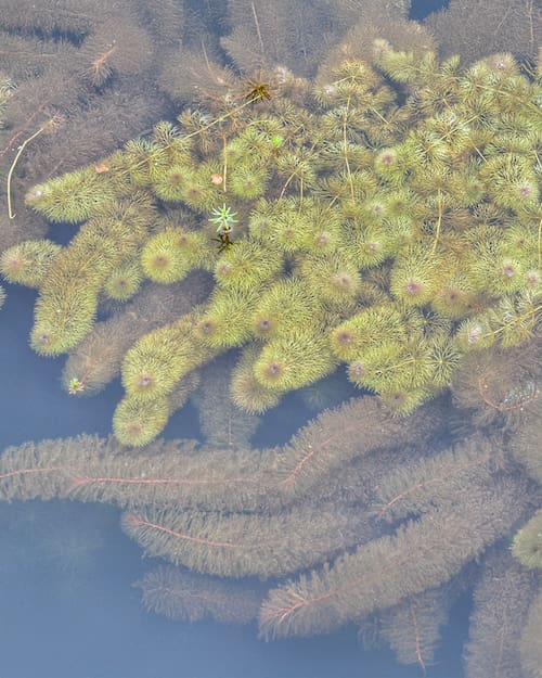 hydrilla verticillata invasive species