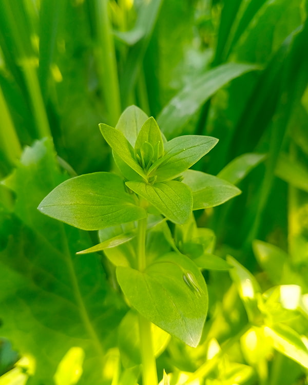 lemon bacopa weed removal