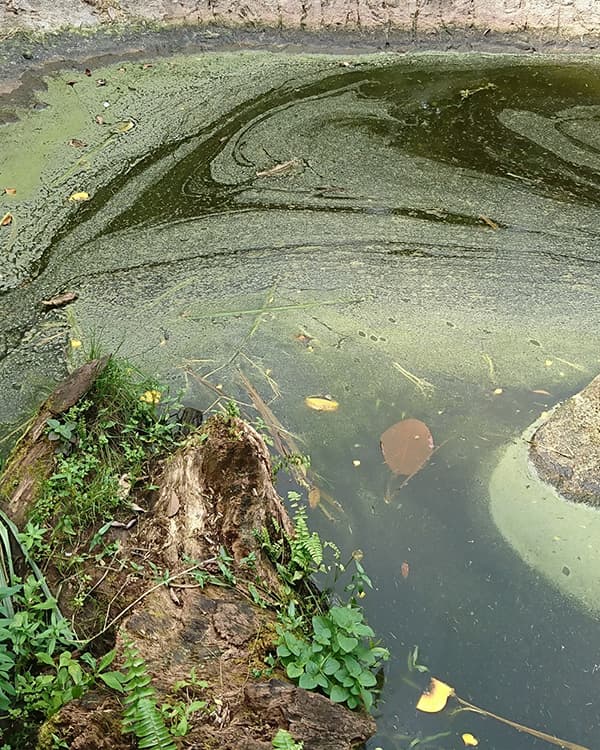 Pond Guru pond management solutions