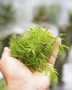 pond hydrilla removal