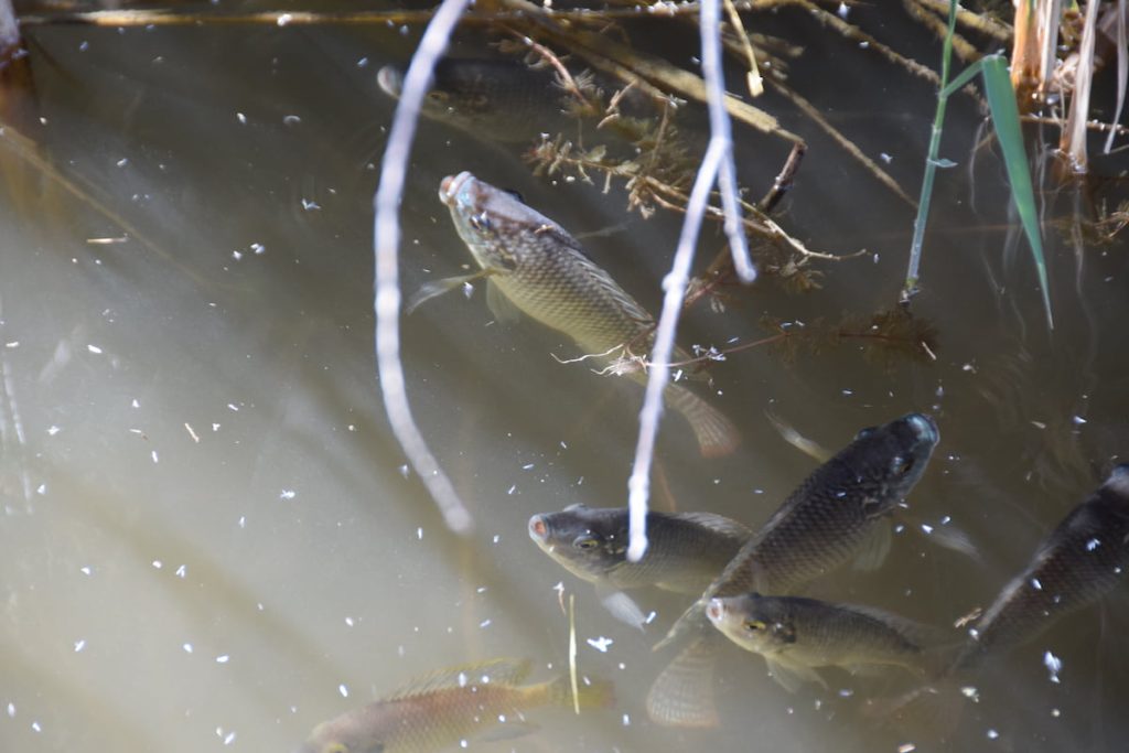 signs of low oxygen in ponds