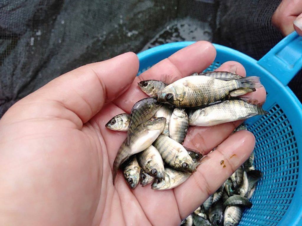 the risks of invasive fish in lakes and ponds