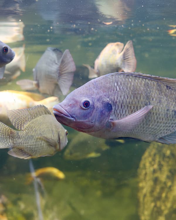 tilapia in ponds in Florida