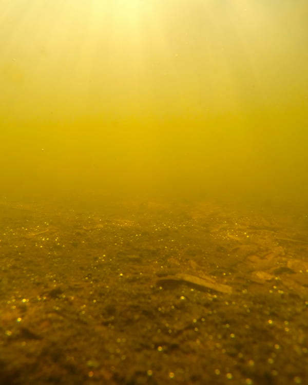 what causes cloudy pond water