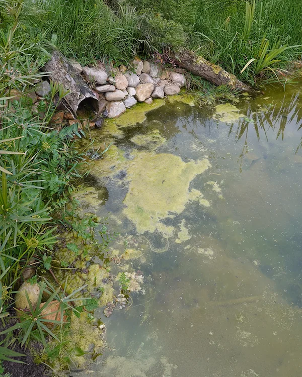 what causes nutrient overloads in a lake