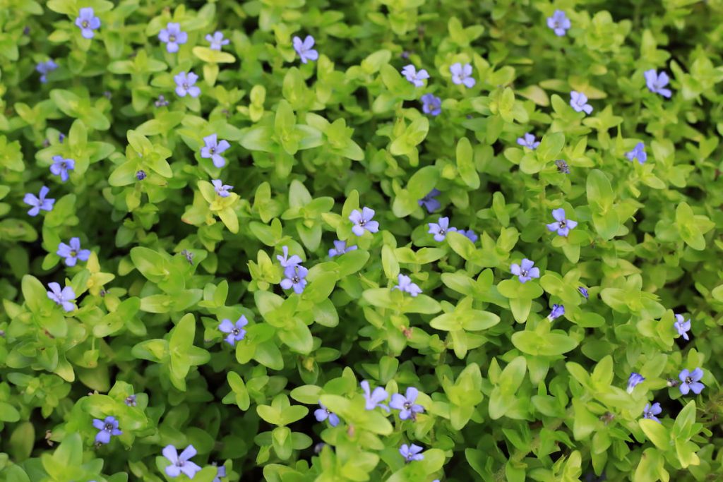 what is bacopa caroliniana