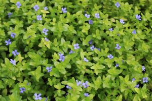 what is bacopa caroliniana