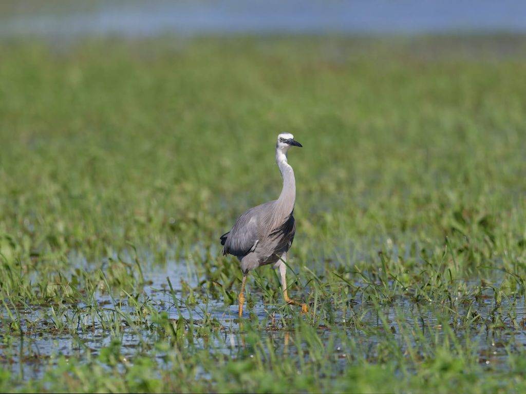 what is the wetland patrol