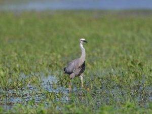 what is the wetland patrol