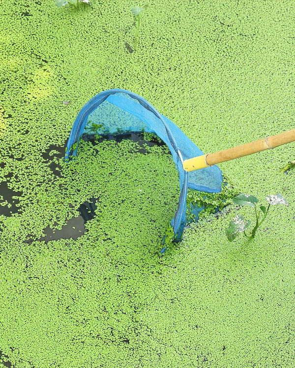 why is duckweed a problem