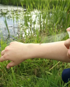 why mosquitos love ponds